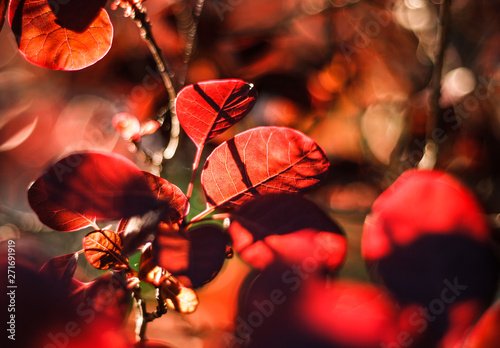 Roter Perückenstrauch - Cotinus coggygria - Royal Purple - Farbenspiel - Detail photo