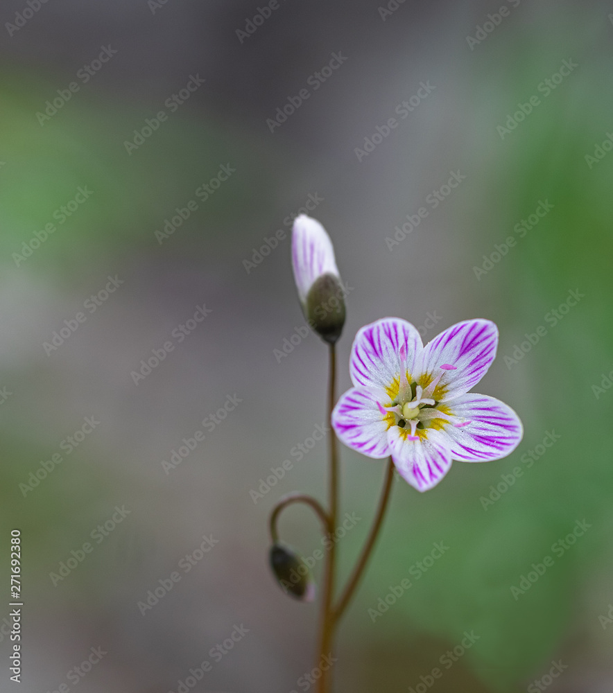 EASTERN SPRING BEAUTY spring wildflower EASTERN SPRING BEAUTY spring wildflower