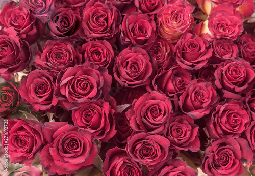 buds of burgundy roses © mtv2021