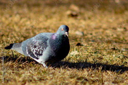 Pigeon © Wes