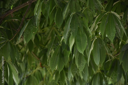 closeup of the leaves of a tree