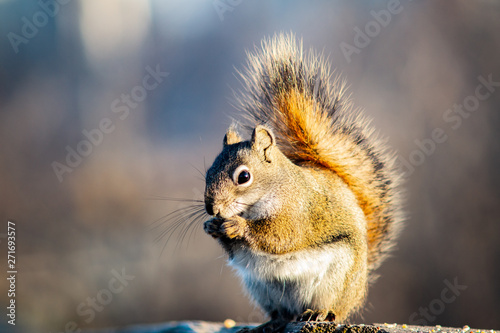 Friendly squirrel