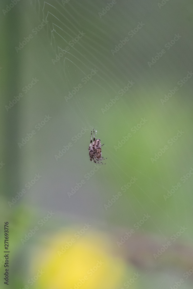 Hairy spider patiently waits for the unsuspecting prey to land in her spun web. Hairy spider patiently waits for the unsuspecting prey to land in her spun web.