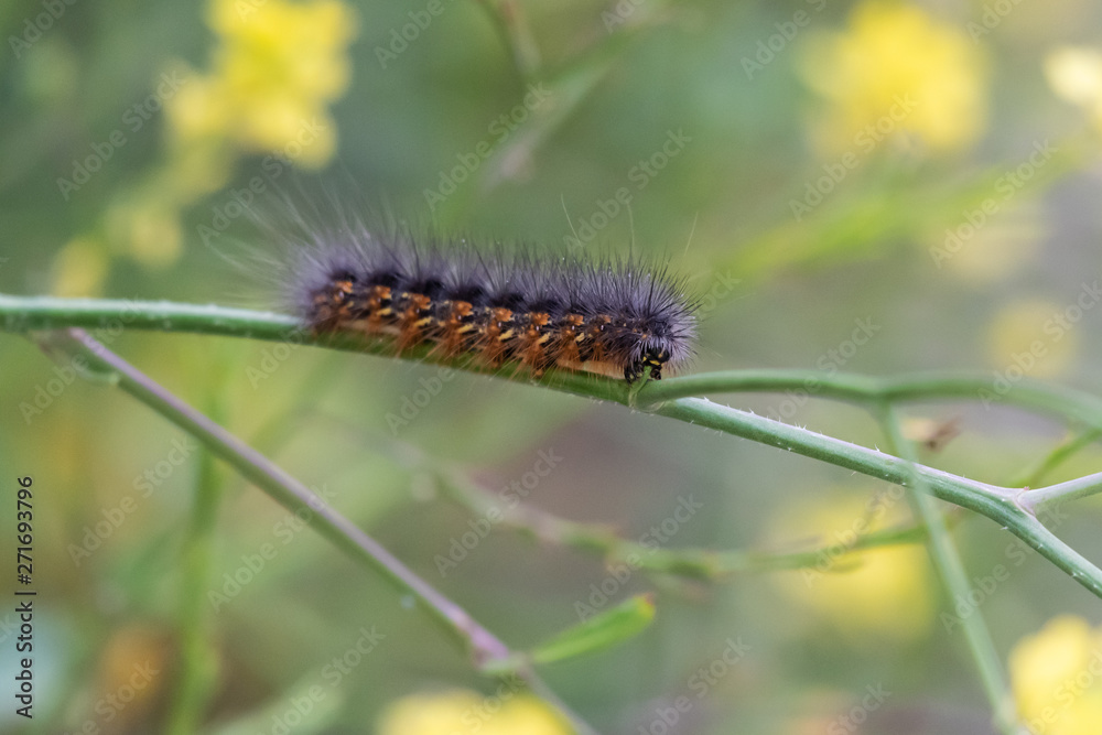 Hairy Fox Moth Caterpillar crawling along the green shrubbery while chewing on the branch.