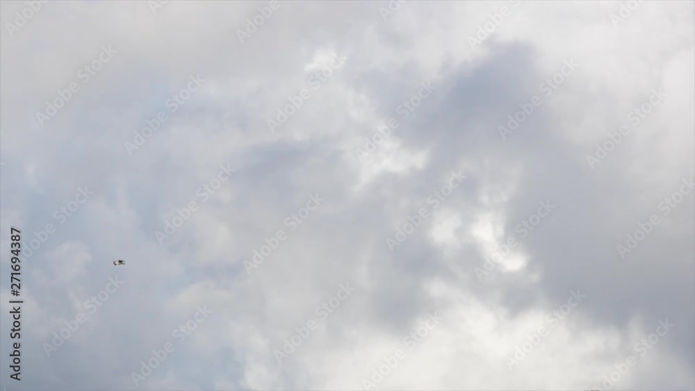 Flock of birds flies across the cloudy sky Flock of birds flies across the cloudy sky