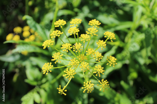Fototapeta Naklejka Na Ścianę i Meble -  Golden Alexander at Campground Road Woods in Des Plaines, Illinois