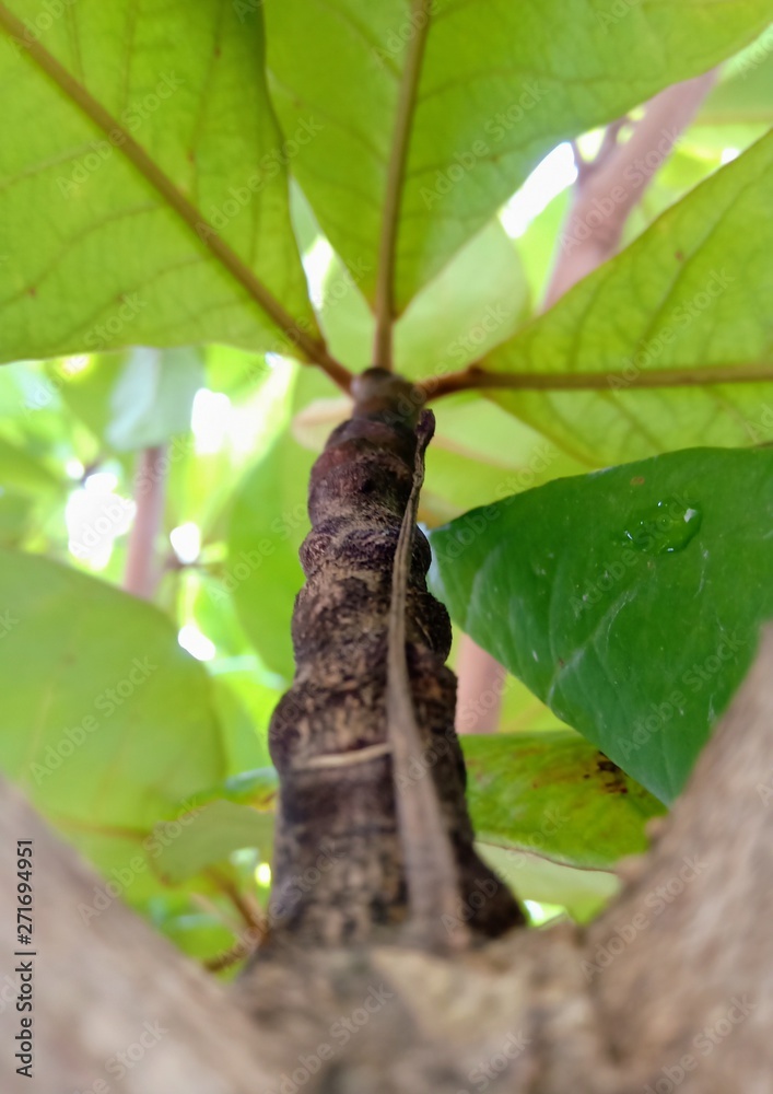 Obraz premium caterpillar on leaf