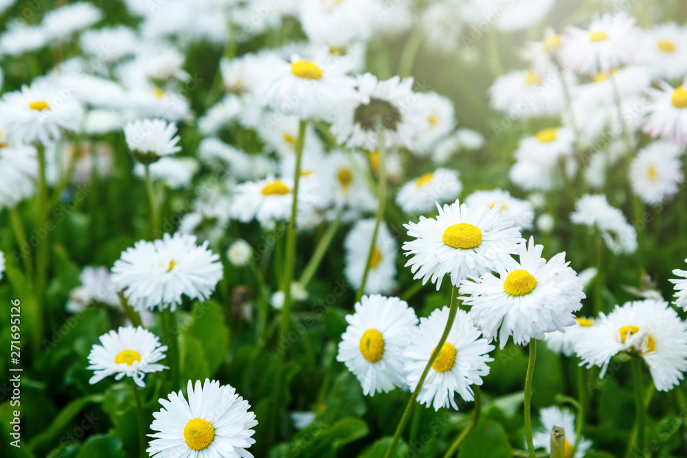 Fototapeta premium Blossom big daisies on meadow. Summer, floral background. Wild chamomile close up