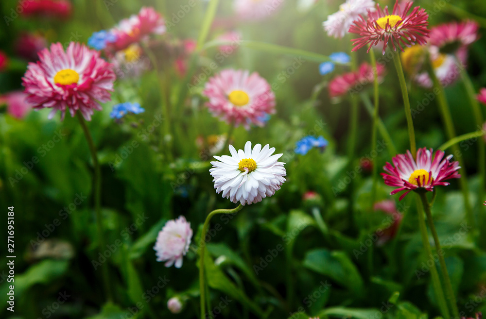 Close up summer field with pink daisies. Herb plants. Floral, nature background Close up summer field with pink daisies. Herb plants. Floral, nature background