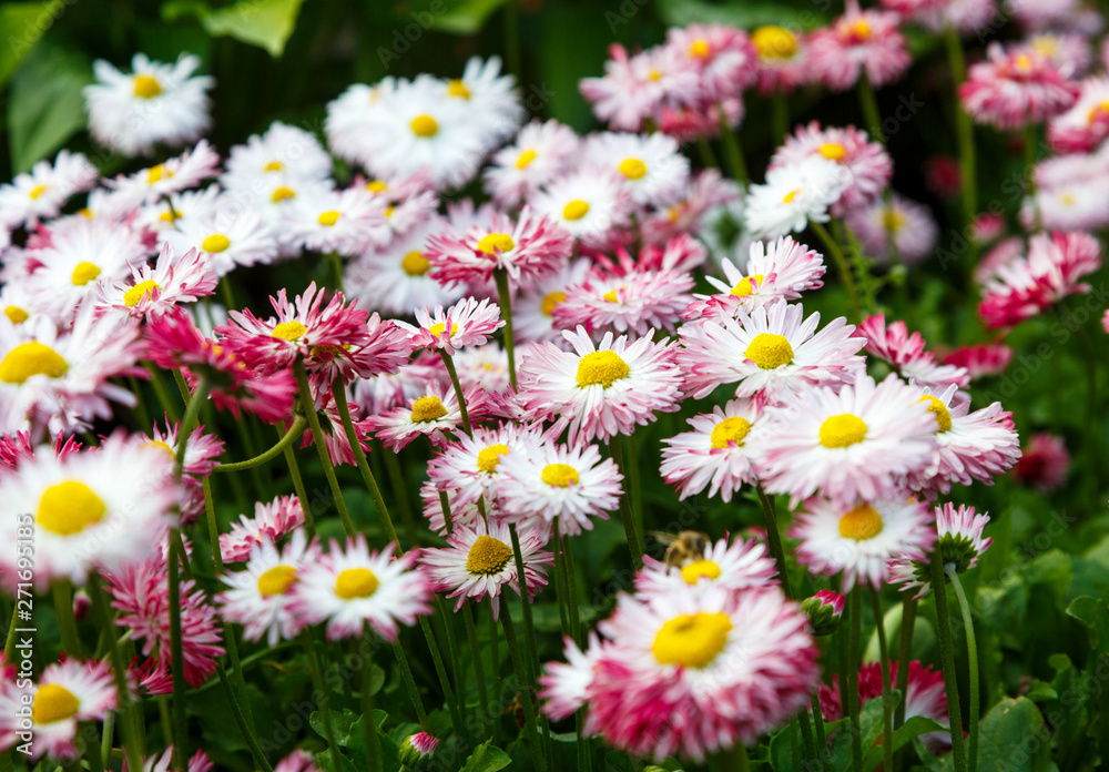Close up summer field with pink daisies. Herb plants. Floral, nature background