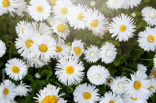 Blossom big daisies on meadow. Summer, floral background. Wild chamomile close up