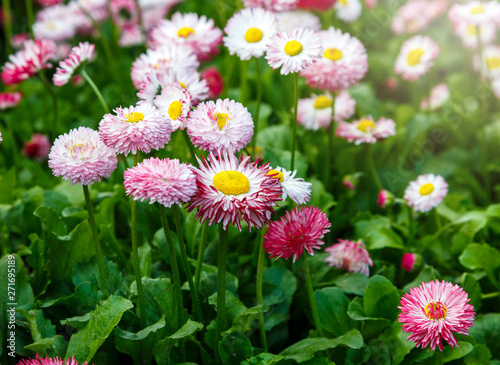 Close up summer field with pink daisies. Herb plants. Floral  nature background