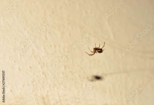 Pequegna aragna nocturna suspendida en el aire con su telaragna closeup view