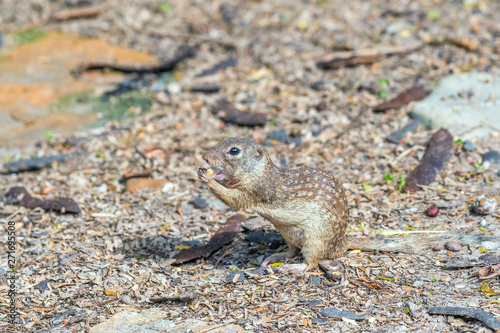 Mexican Ground Squirrel.Santa Ana National Wildlife Refuge.South Texas.USA