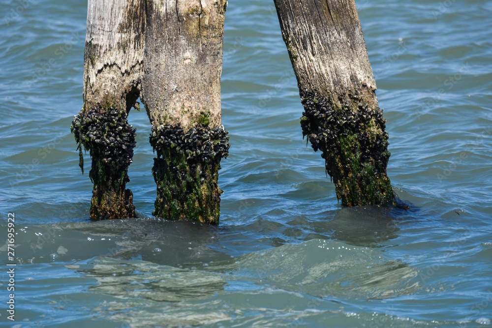 Obraz premium Wooden bricole ,wooden mooring poles in the water, Venice, Italy,2019