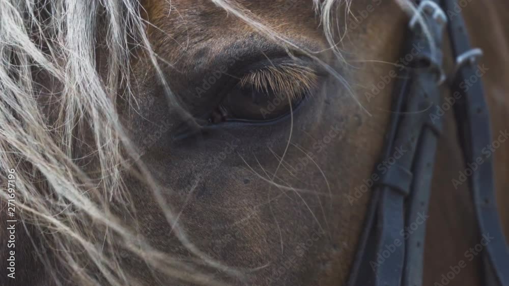 Attentive look of a beautiful horse close up