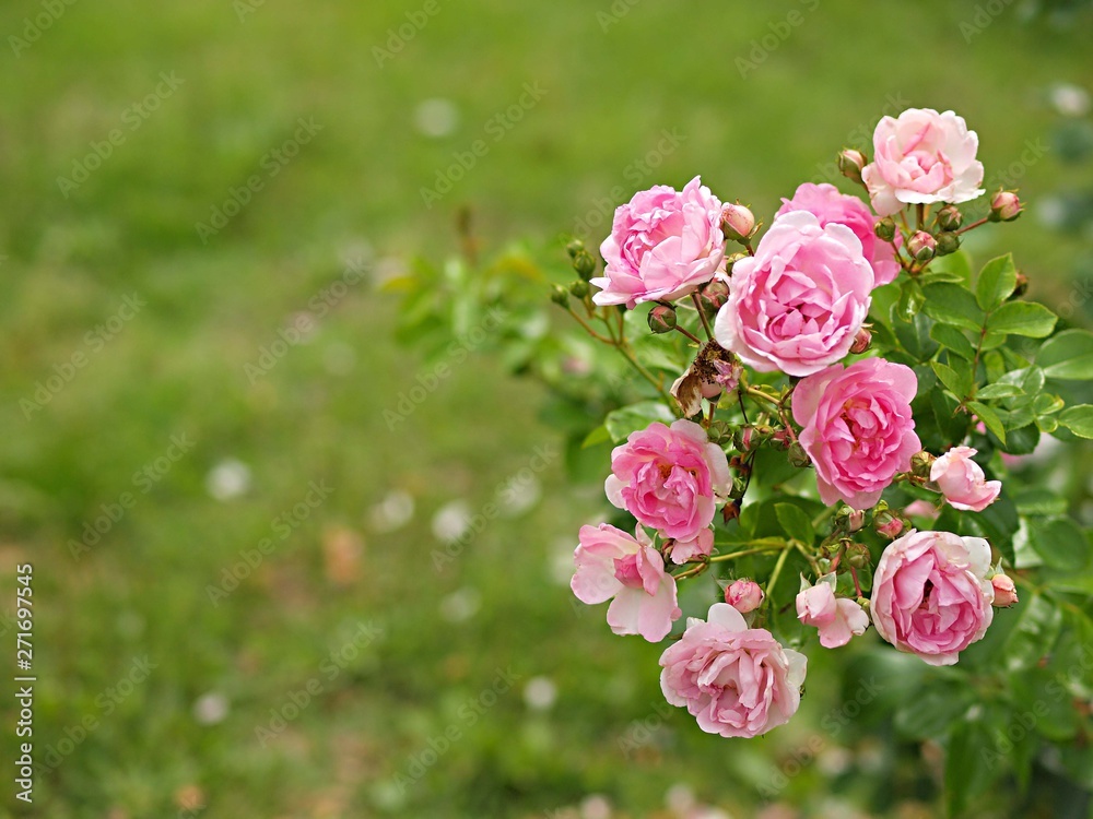 Obraz premium ピンクのバラの花