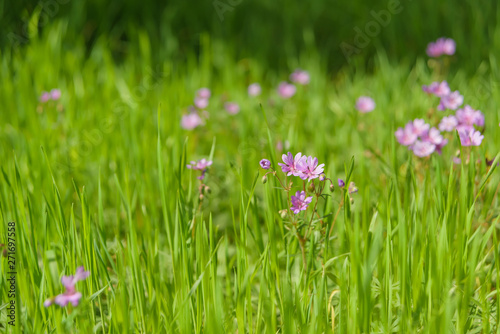 Lilac wildflowers on a background of green grass. A walk in the Park. The flowers in the meadow. photo