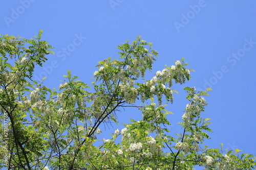 ニセアカシア（青空バック） Locust tree 