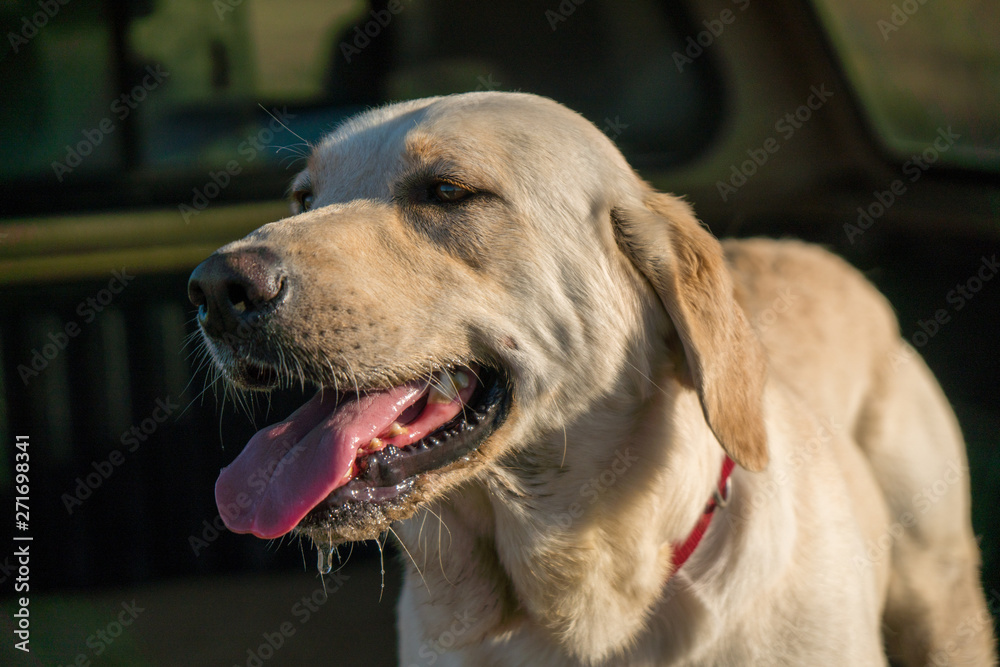Yellow Labrador retriever panting heavily. Yellow Labrador retriever panting heavily.