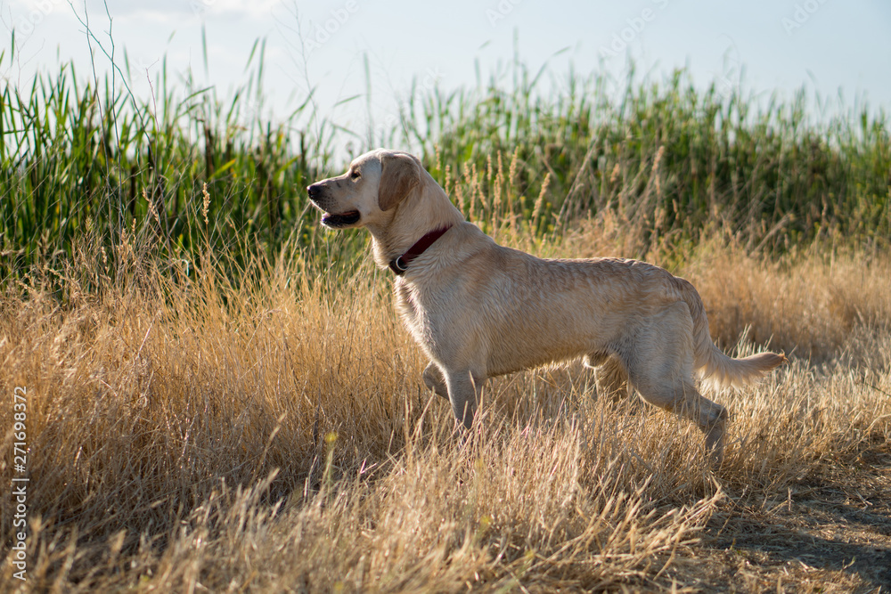 Yellow Labrador retriever dog pointing into reeds.