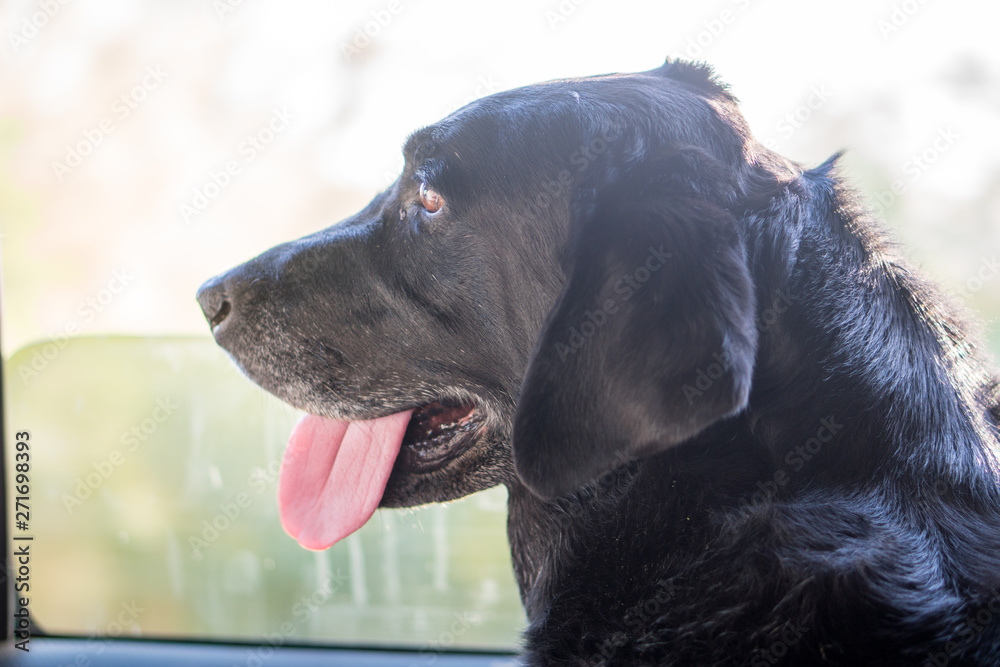 Black Labrador retriever dog with head out of car window.