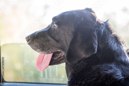 Black Labrador retriever dog with head out of car window.