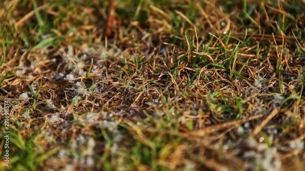Macro Snow on Fresh Green Grass in Mountains Macro Snow on Fresh Green Grass in Mountains