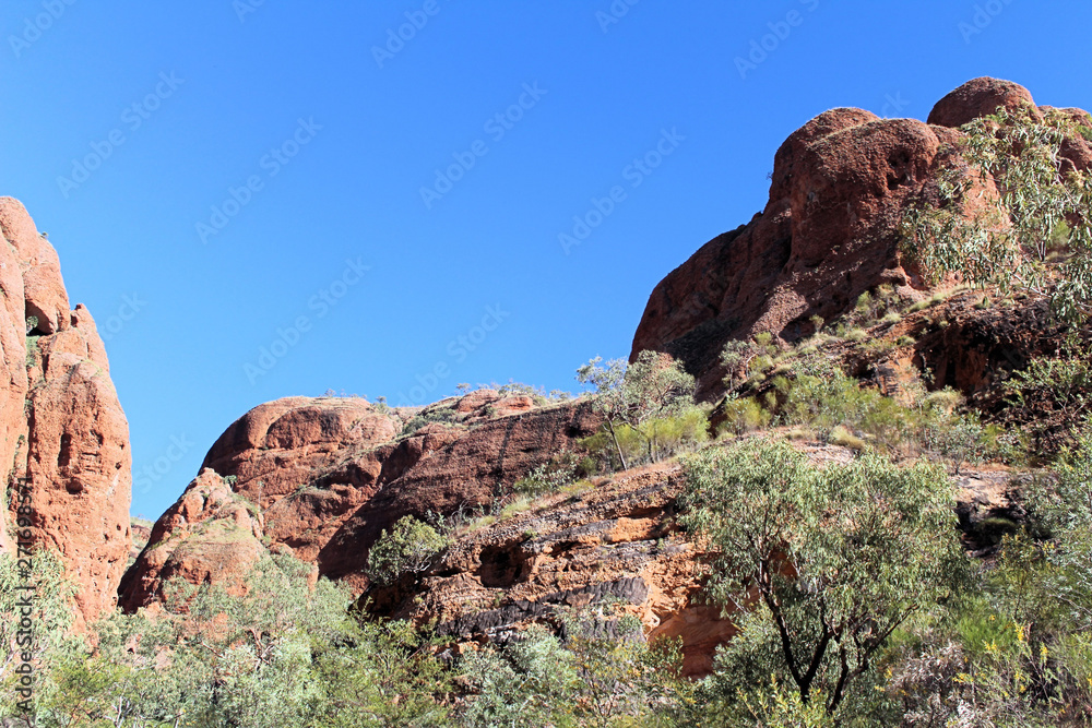 Fototapeta premium Gum Trees in a Gorge in the Bungle Bungles Western Australia