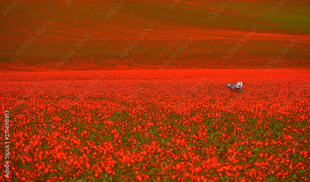 Garden chair on red poppy fields. Expansive view of blooming poppy fields in Provence. France.
