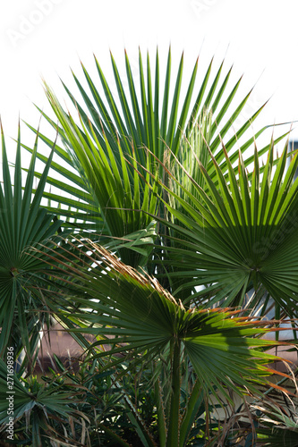 sky palms summer landscape