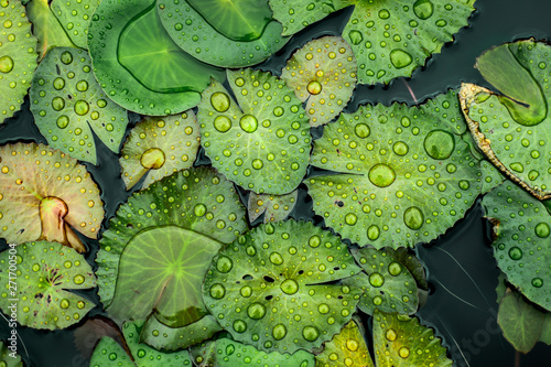 water drops on the lotus leaf