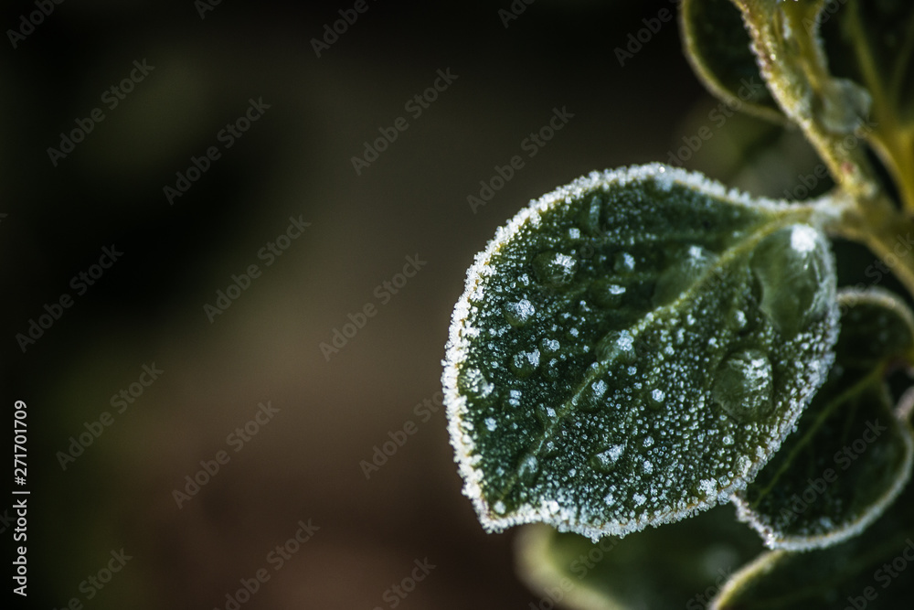Frost frozen plants early morning winter close up nature background Frost frozen plants early morning winter close up nature background