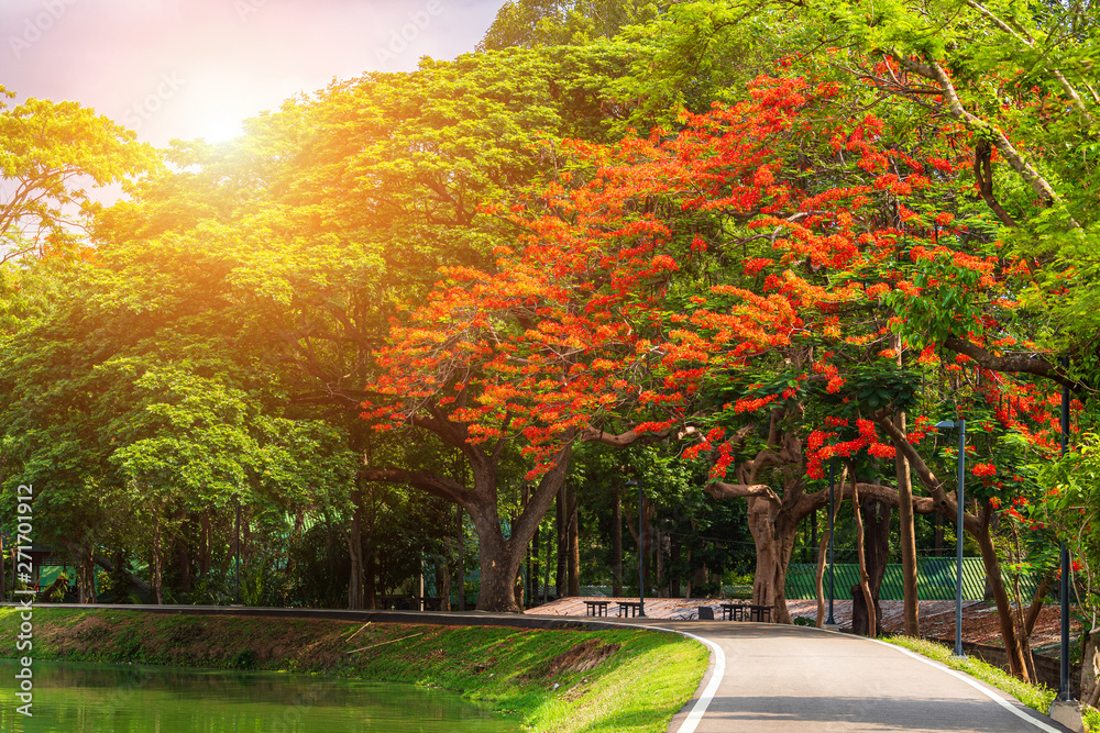 Naklejka premium road landscape view and tropical red flowers Royal Poinciana in Ang Kaew Chiang Mai University Forested Mountain blue sky background with white clouds, Nature Road in mountain forest.