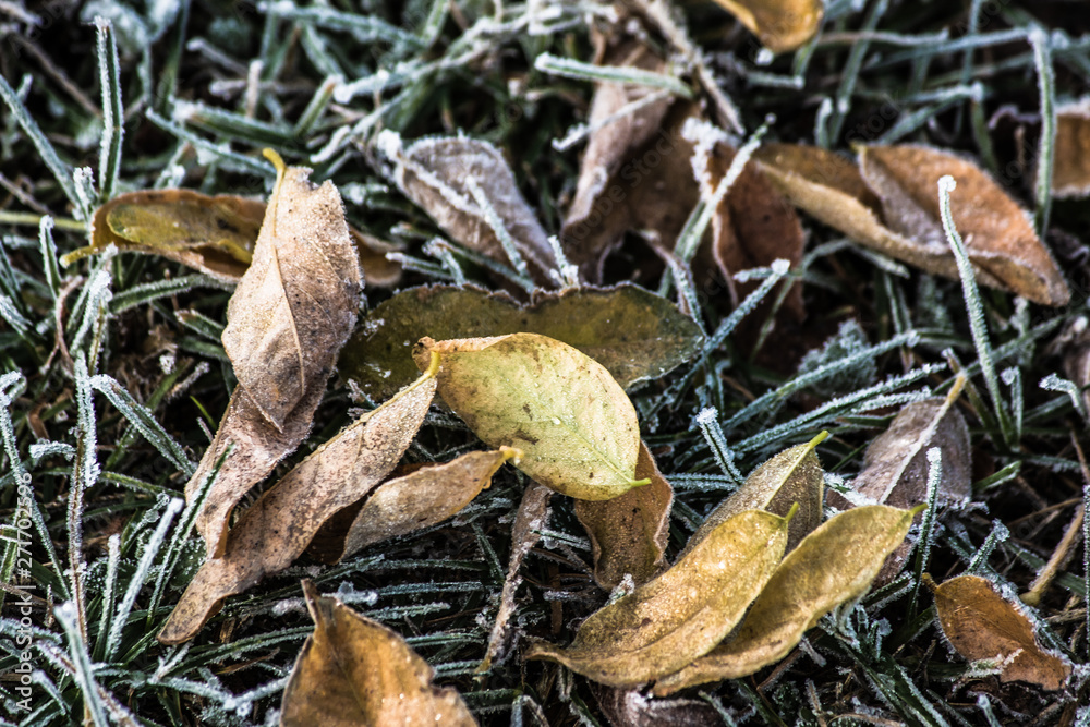 Frost frozen plants early morning winter close up nature background Frost frozen plants early morning winter close up nature background