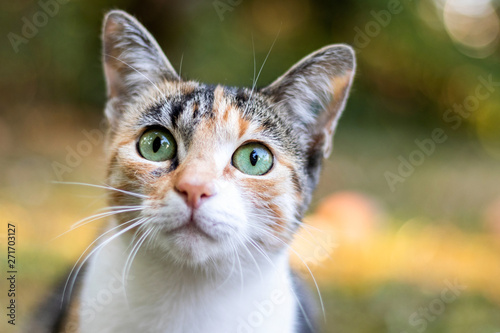 Dreifarbige Katze mit großen grünen Augen