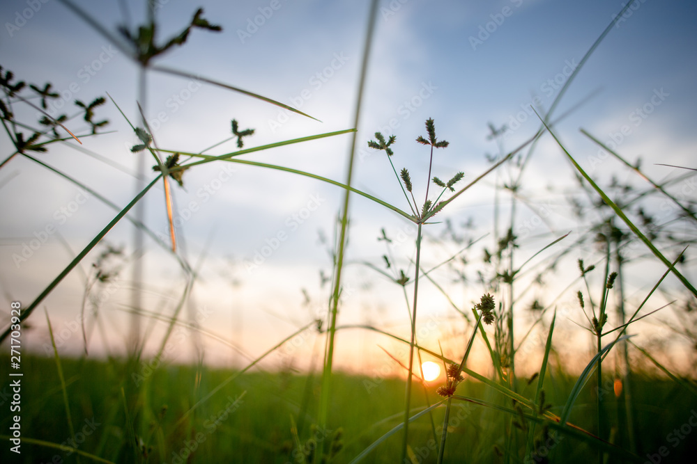 Meadow in the sunset background Meadow in the sunset background