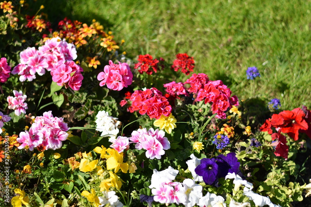 Background of colorful decorative garden flowers and tidy green grass. Selective focus on pink pelargonium, or geranium. 
