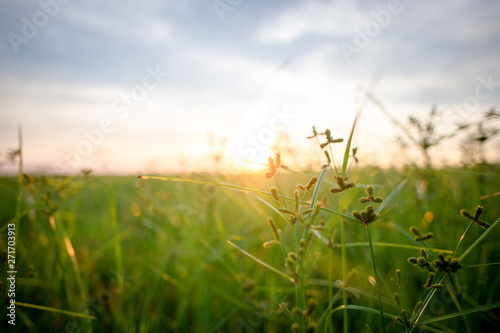 Meadow in the sunset background