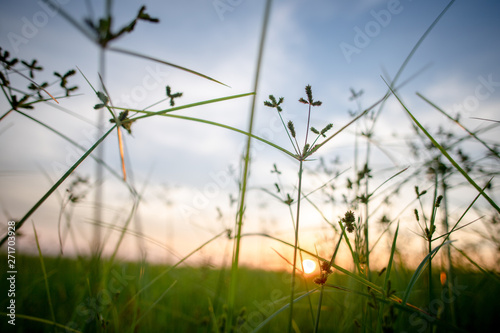 Meadow in the sunset background