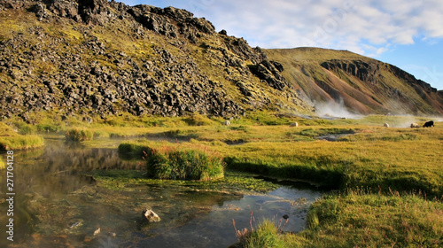 Natural hot springs with cattle on a sunny day in Landmannalaugar National Park, Iceland, wide panorama.
