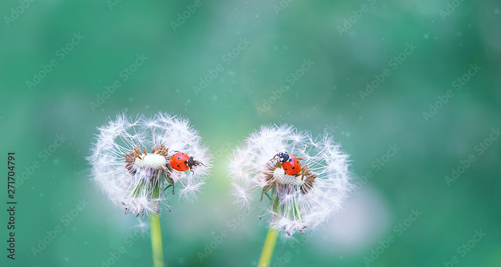 two ladybugs on white fluffy dandelions. beautiful green outdoors scene with lovely ladybugs in summer nature close up. Gentle artistic image of wildlife insects. copy space