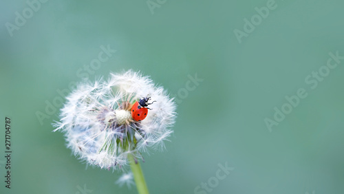 Ladybug and fluffy dandelion. ladybug and white dandelions on nature defocused background. template for summer vacations. copy space. close up, 