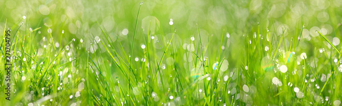 Green grass abstract background. beautiful juicy young grass in sunlight rays. green leaf macro. Bright fresh Summer or spring nature background. long banner.  copy space