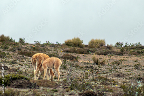 A vicuna mother suckles her calf in the moorland of the Andes
