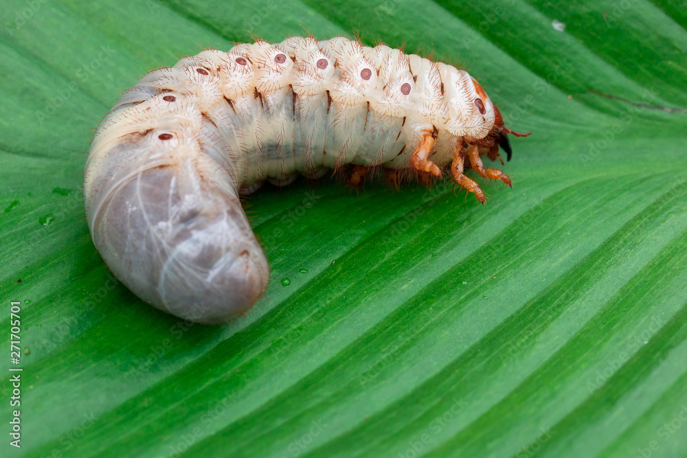 Worm of the Dynastinae on green leaf background Worm of the Dynastinae on green leaf background