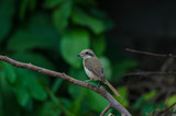 Brown Shrike perching on a branch
