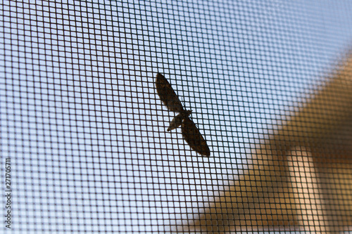Moth on the window grid. Against the blue sky.