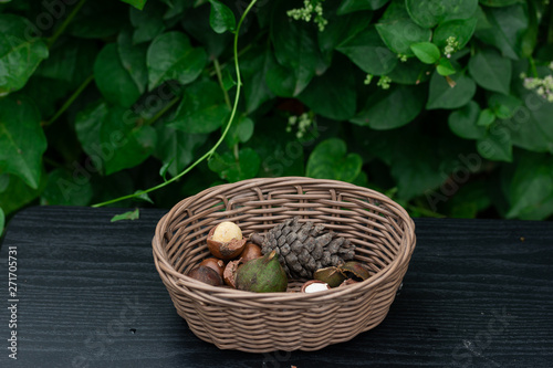 Macadamia fruit with Flowers of pine isolated on green leaf background