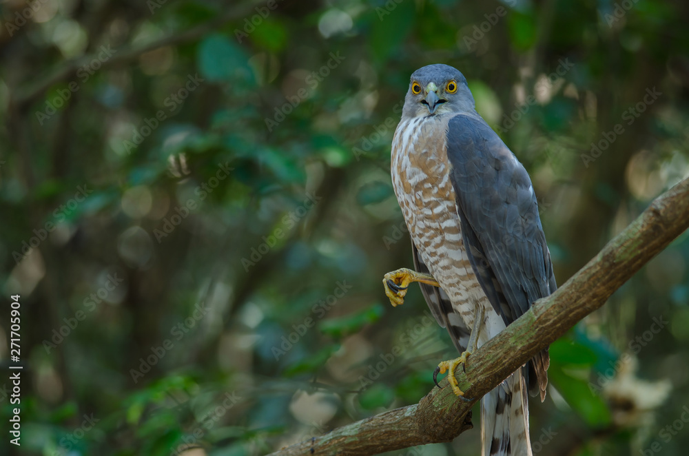 Shikra perching on a branch (Accipiter badius) Shikra perching on a branch (Accipiter badius)